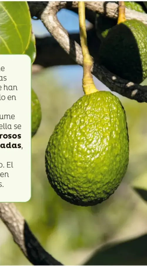 Fotografía de varios aguacates verdes, redondos y de piel rugosa colgando de la rama de un árbol, con hojas y cielo de fondo.