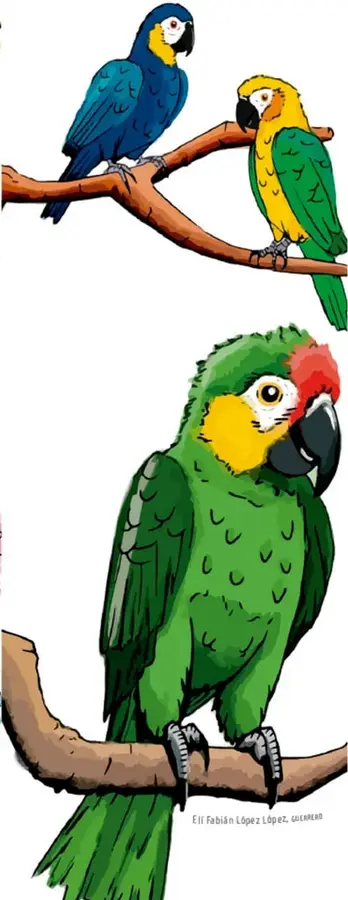 Dos loros posados en una rama: uno azul y amarillo, otro verde y amarillo.