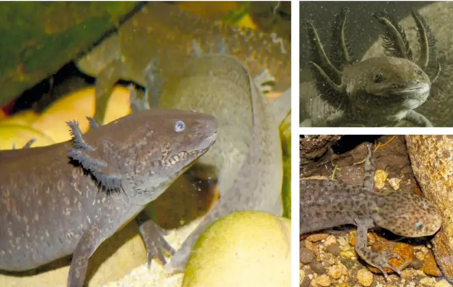 Fotografías de ajolotes de color café, gris y moteado en su medio acuático: uno nadando junto a piedras claras, otro de frente mostrando sus branquias plumosas y un tercero sobre grava entre rocas.