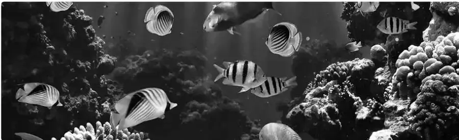 Fotografía submarina de un arrecife de coral con varios peces tropicales rayados y corales de fondo.