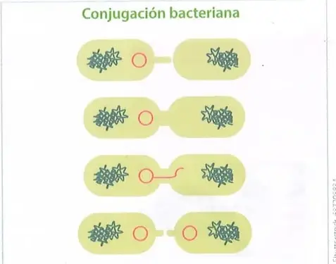 Figura 3 de Ciencias Naturales 9° · 2025