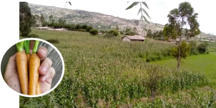 Fotografía de un campo de cultivo de maíz en un valle montañoso, con árboles y una casa al fondo; en primer plano, un recorte circular con dos zanahorias recién cosechadas sostenidas en una mano.