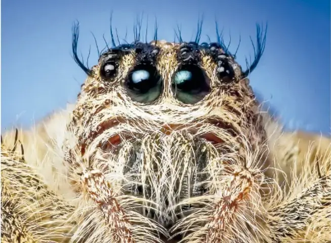 Primer plano de una araña saltarina (saltícido) de ojos grandes y cuerpo peludo, sobre fondo azul.