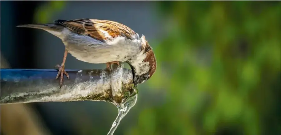 Fotografía de un gorrión posado en una tubería metálica bebiendo agua; se observa una gota cayendo y un fondo verde desenfocado.