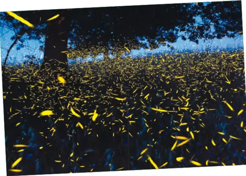 Fotografía de un bosque húmedo en la noche con cientos de luciérnagas volando y brillando entre los árboles.