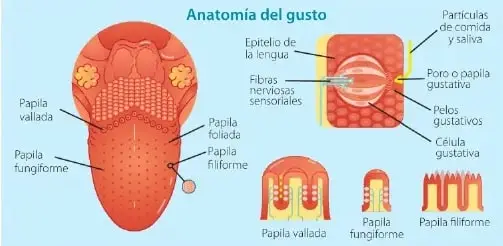 Recuadro de una experiencia casera que relaciona el aroma de una fruta con la percepción de su sabor.