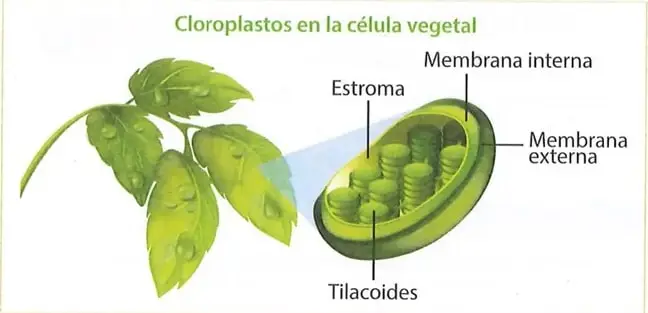 Figura 2 de Ciencias Naturales 9° · 2025