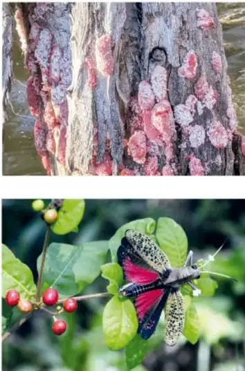 Arriba: corteza de árbol con líquenes y manchas rosadas junto al agua. Abajo: mariposa de colores rojo, negro y verde sobre hojas con frutos rojos.