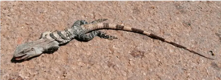 Fotografía de una iguana rayada de cuerpo alargado, piel escamosa con bandas oscuras y cola larga, recostada sobre una superficie de tierra o roca.