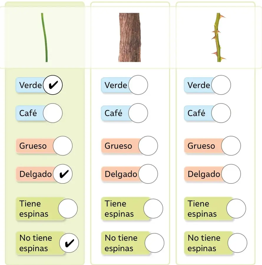 Tallo largo, delgado y de color verde, sin espinas ni ramificaciones (ejemplo resuelto).
