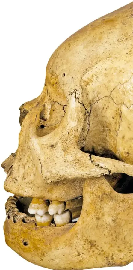 Fotografía de gran tamaño de un cráneo humano prehispánico de perfil, con el cráneo ovalado y dientes visibles (algunos limados), de color hueso amarillento.