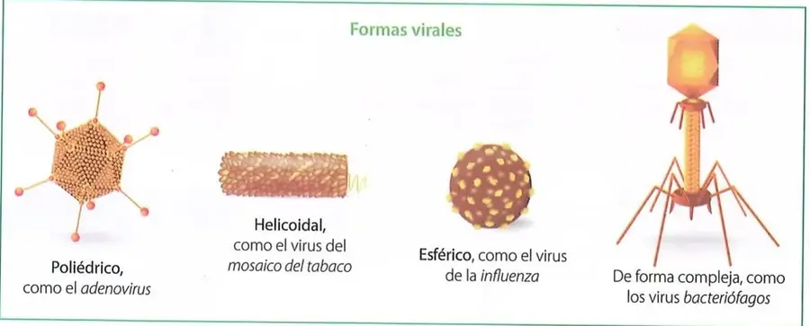 Figura 2 de Ciencias Naturales 10° · 2025
