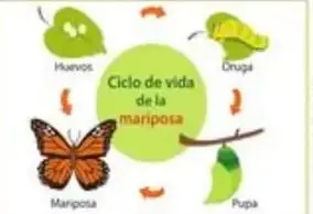 Figura 6 de Ciencias Naturales 5° · Egb 5 Ciencias Naturales 2024 · 2024
