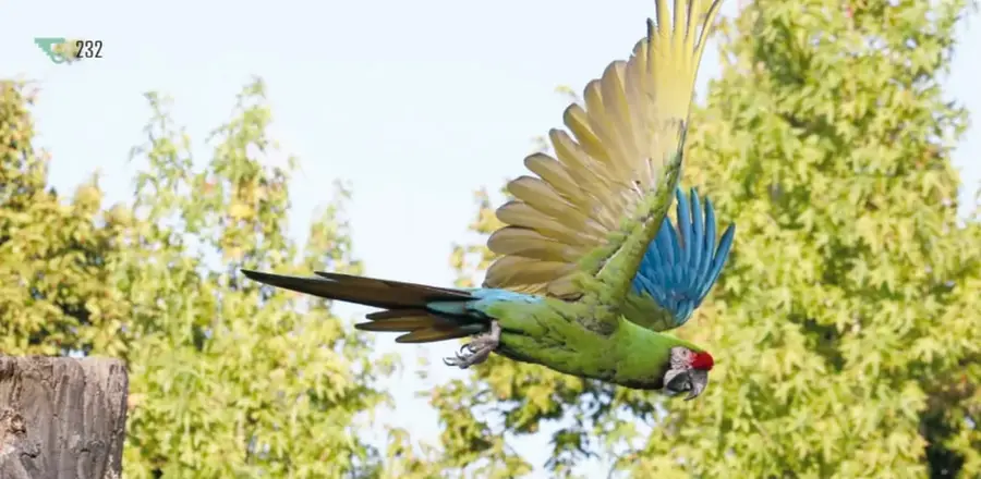 Guacamaya verde en pleno vuelo con alas abiertas: plumaje verde, azul en el ala, frente roja; al fondo árboles.