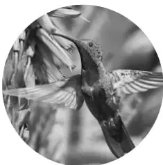 Fotografía de un picaflor en vuelo suspendido junto a unas flores.