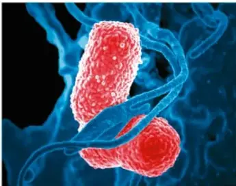 Fotografía microscópica de una bacteria roja rodeada de estructuras azules (flagelos o tejido).