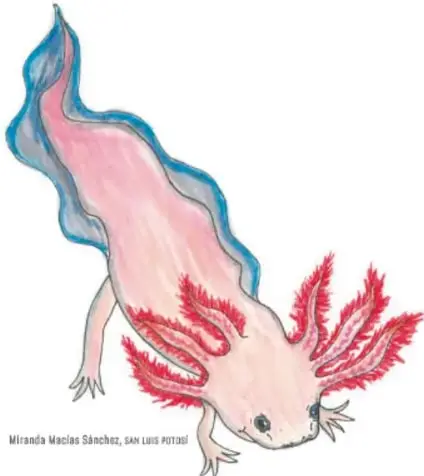 Ilustración de un ajolote rosa con branquias rojas.