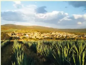 Paisaje de campo con magueyales y un pueblo al fondo, ilustración de la canción.