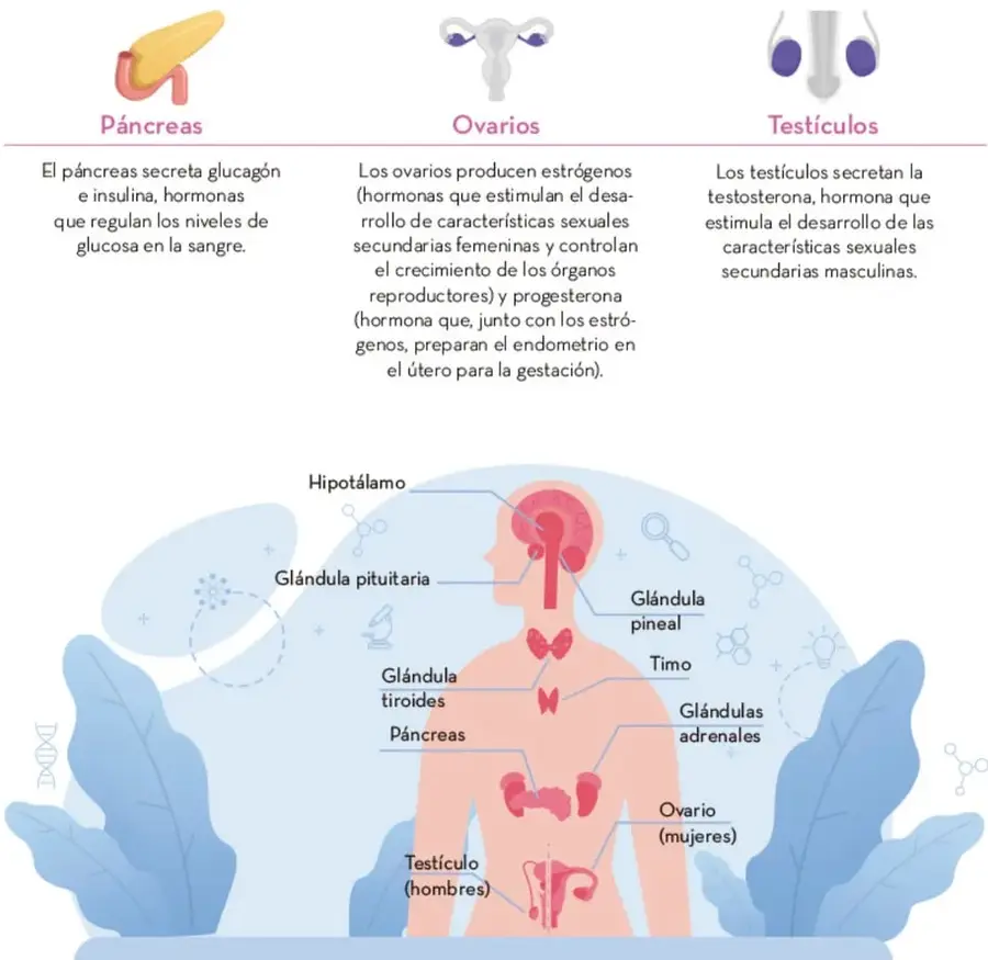 Tres ilustraciones con las glándulas mixtas: páncreas, ovarios y testículos, cada una con su descripción.