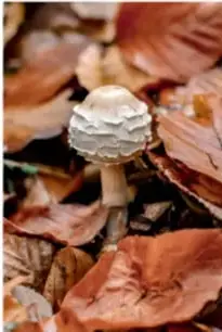Hongo blanco sobre hojas secas, ejemplo de simetría radial en la naturaleza.
