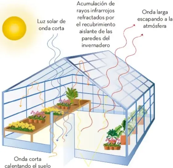 Esquema de un invernadero con cubierta transparente. Se observan flechas que indican: luz solar de onda corta entrando, onda corta calentando el suelo, aire caliente ascendiendo, acumulación de rayos infrarrojos refractados por el recubrimiento y onda larga escapando a la atmósfera.