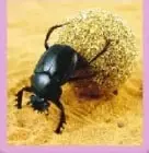 Escarabajo pelotero junto a una esfera de heces de animal, que utiliza como alimento y lugar para poner sus huevos.