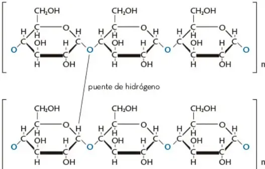 Dos cadenas de moléculas de glucosa en forma de anillo (índice n) unidas entre sí por puentes de hidrógeno, representando la estructura del almidón.