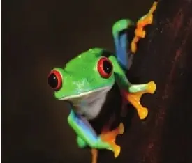 Fotografía de una rana verde y azul sobre una superficie vegetal.