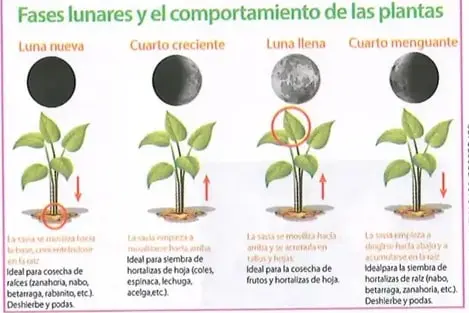 Figura 3 de Ciencias Naturales 8° · Egb 8 Ciencias Naturales 2025 · 2025