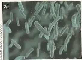 Figura 1 de Ciencias Naturales 8° · Egb 8 Ciencias Naturales 2025 · 2025