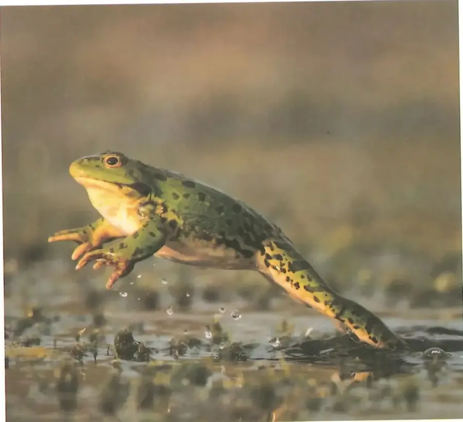 Fotografía grande de una rana verde y amarilla (probablemente rana toro o rana de agua) en el momento de saltar o emerger del agua. La rana tiene los ojos dorados y la piel verde moteada. Fondo de agua con reflejos. La fotografía ocupa la mitad inferior de la página. Crédito: Shutterstock (2020) 1067331926.