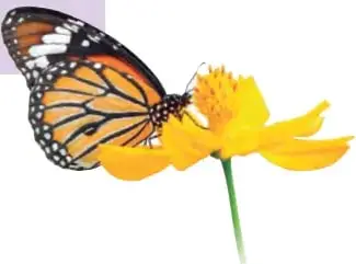 Fotografía de una mariposa monarca posada sobre una flor amarilla.