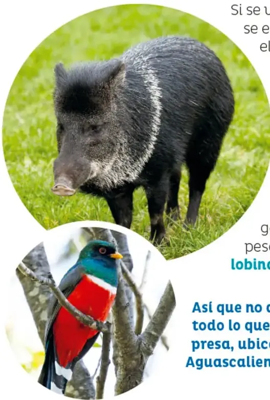 Primer plano de un jabalí de collar (pecarí) con el característico collar blanco sobre el cuello, en un pastizal verde.