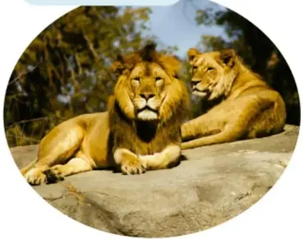 Fotografía de un león y una leona descansando sobre una roca; ilustran a los animales carnívoros.