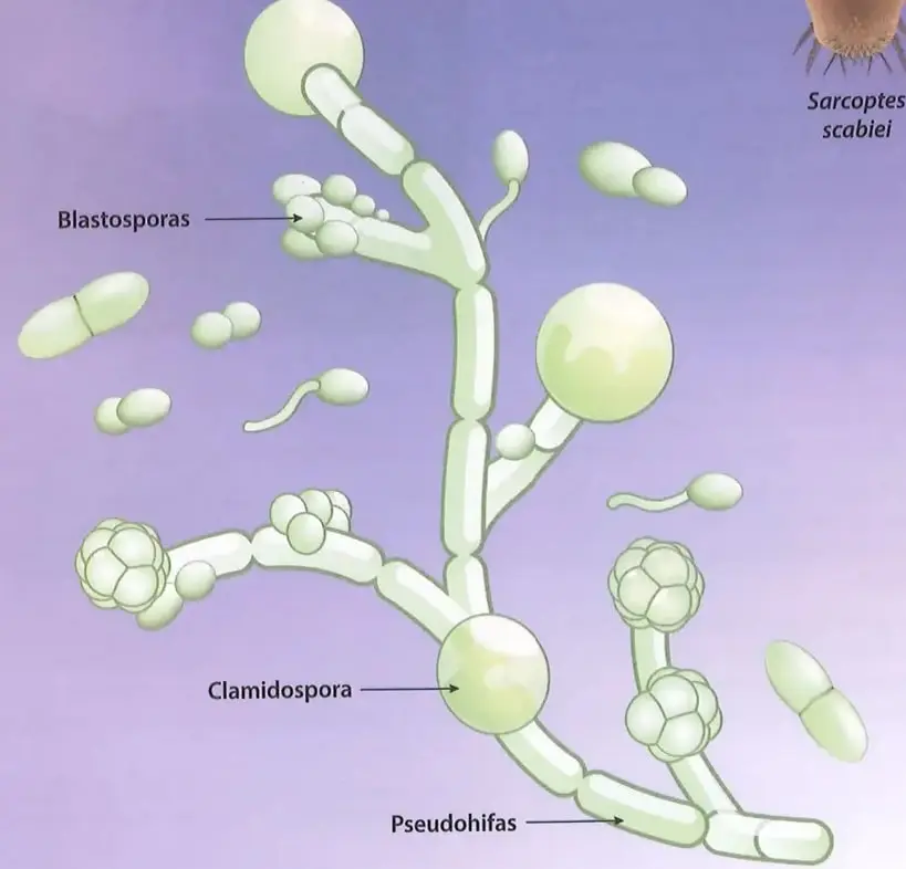Esquema ampliado de Candida albicans con etiquetas para blastosporas, clamidospora y pseudohifas.
