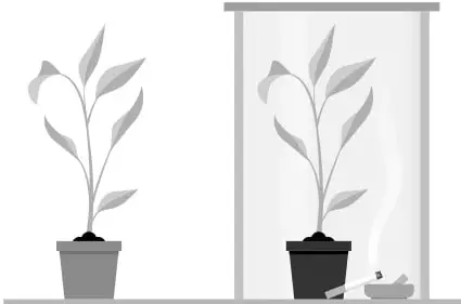 Ilustración de dos plantas en maceteros: una al aire libre (no fumadora) y otra dentro de una caja de vidrio con un cigarrillo encendido en un cenicero (fumadora).