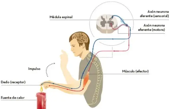 Esquema de la respuesta refleja: el brazo se retira, se indica corriente motora y contracción muscular.