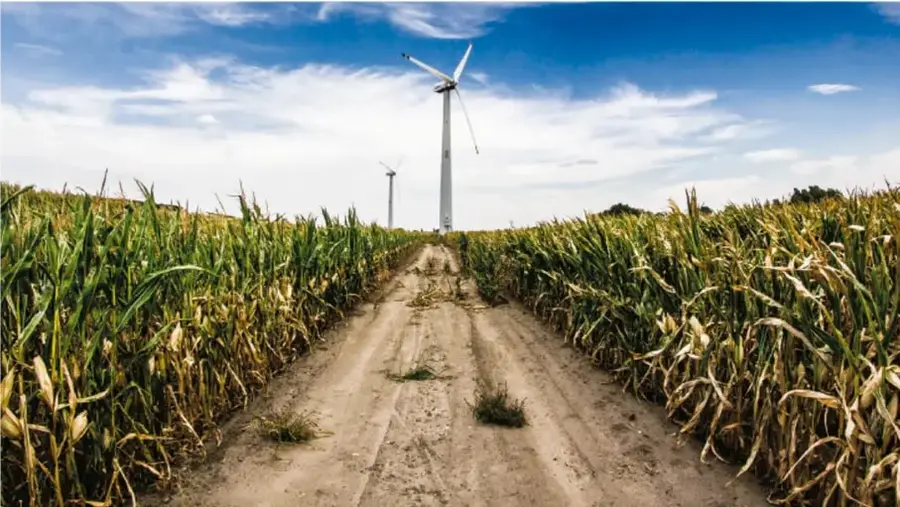 Camino de tierra entre un campo de maíz con molinos de viento (turbinas eólicas) al fondo bajo un cielo azul con nubes, representando tecnología agrícola y energía renovable.