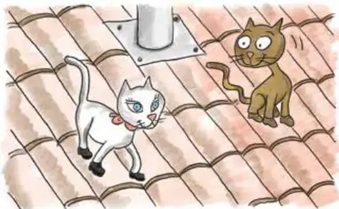 Dos gatos sobre un tejado de tejas: uno blanco con manchas grises y otro café. El gato blanco camina y el café lo observa.