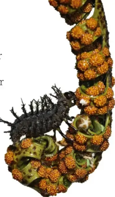 Oruga oscura con espinas alimentándose de flores anaranjadas de una planta en una inflorescencia curvada.