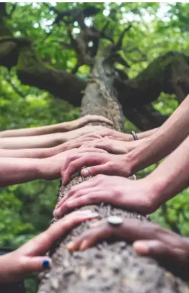 Fotografía de múltiples manos apiladas sobre una rama de árbol, simbolizando el trabajo colaborativo.