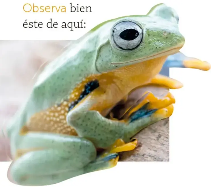 Rana verde con franjas azules y amarillas, apoyada en una superficie clara; se ve claramente su ojo redondo.