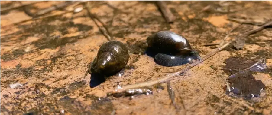 Fotografía de dos caracoles negros brillantes sobre el barro húmedo de la orilla de un río, rodeados de hojas secas y ramitas; imagen de apoyo al texto sobre el caracol como elemento sagrado.