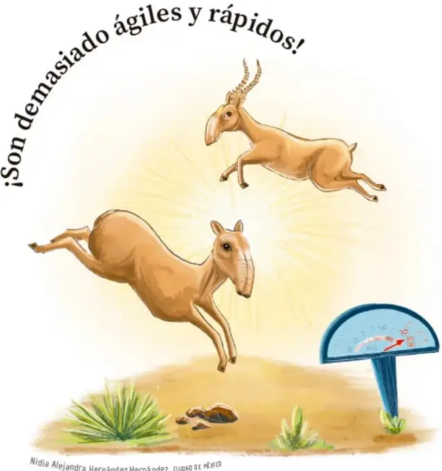Dos antílopes saltando sobre un paisaje árido con un medidor de velocidad que marca entre 70 y 80 km/h.
