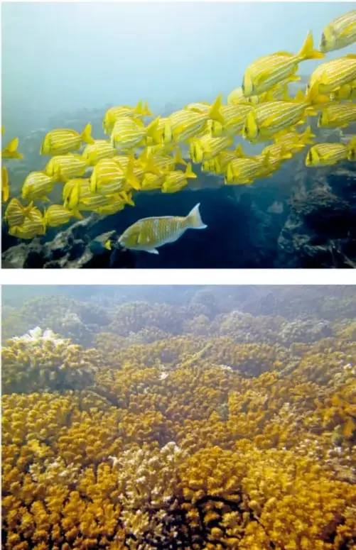 Cardumen de peces amarillos con rayas azules nadando sobre el arrecife.