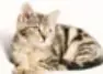 Fotografía de un gato atigrado acostado.