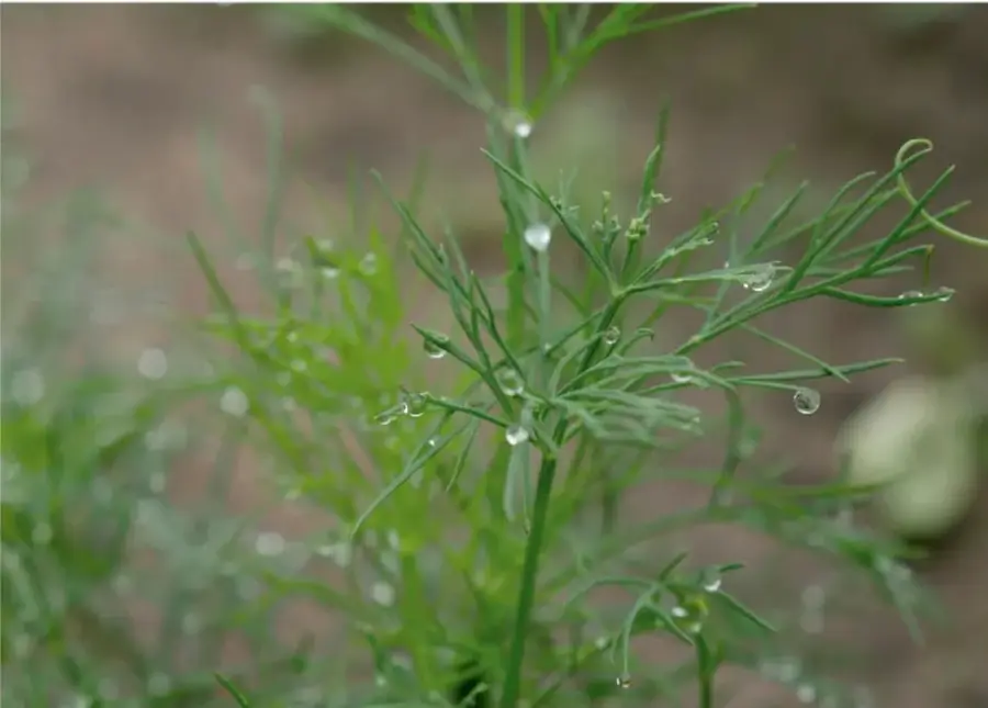 Fotografía de una planta verde con gotas de agua sobre sus hojas, que ilustra el texto sobre las gotas de agua.