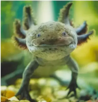 Fotografía de un ajolote (Ambystoma mexicanum) sobre un fondo natural, especie endémica de México en peligro de extinción.
