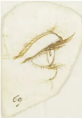 Dibujo sepia de un ojo humano de perfil con párpado y pestañas, de gran detalle. Pie: 'Un ojo de perfil, ca. 1490, Leonardo da Vinci (1452-1519)'.