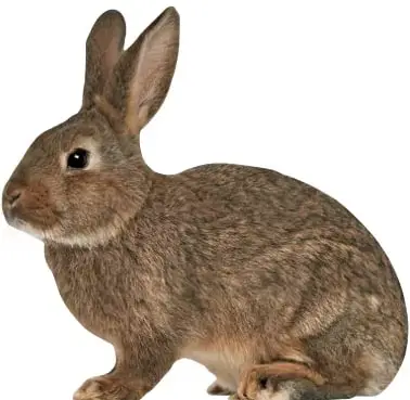 Fotografía de un conejo de pelaje café y orejas largas, en posición de reposo, mirando hacia la izquierda. Corresponde al animal sobre el cual el estudiante debe dibujar sus necesidades.